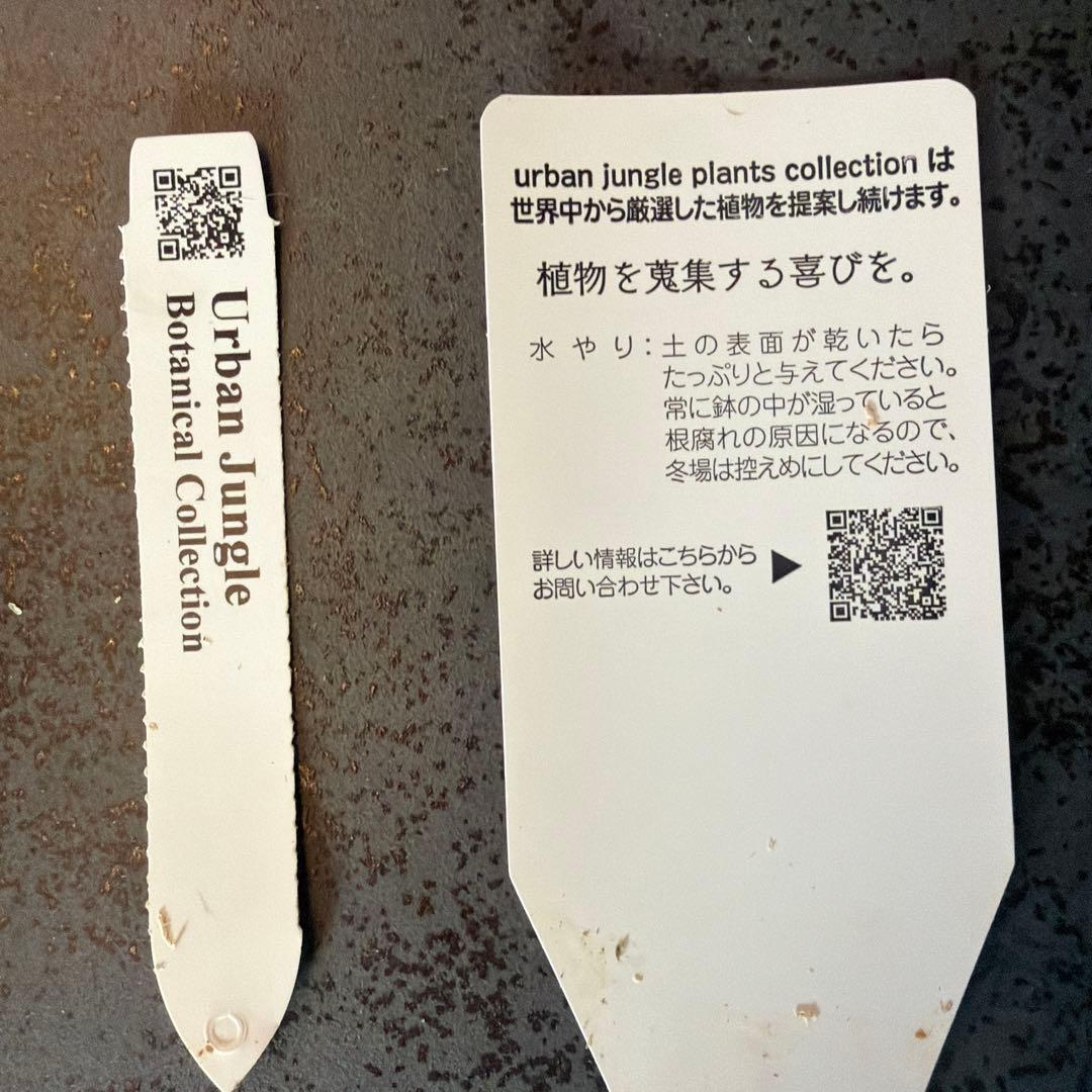 ビカクシダ ウィリンキー ジュエル P.Jewel Sporeling