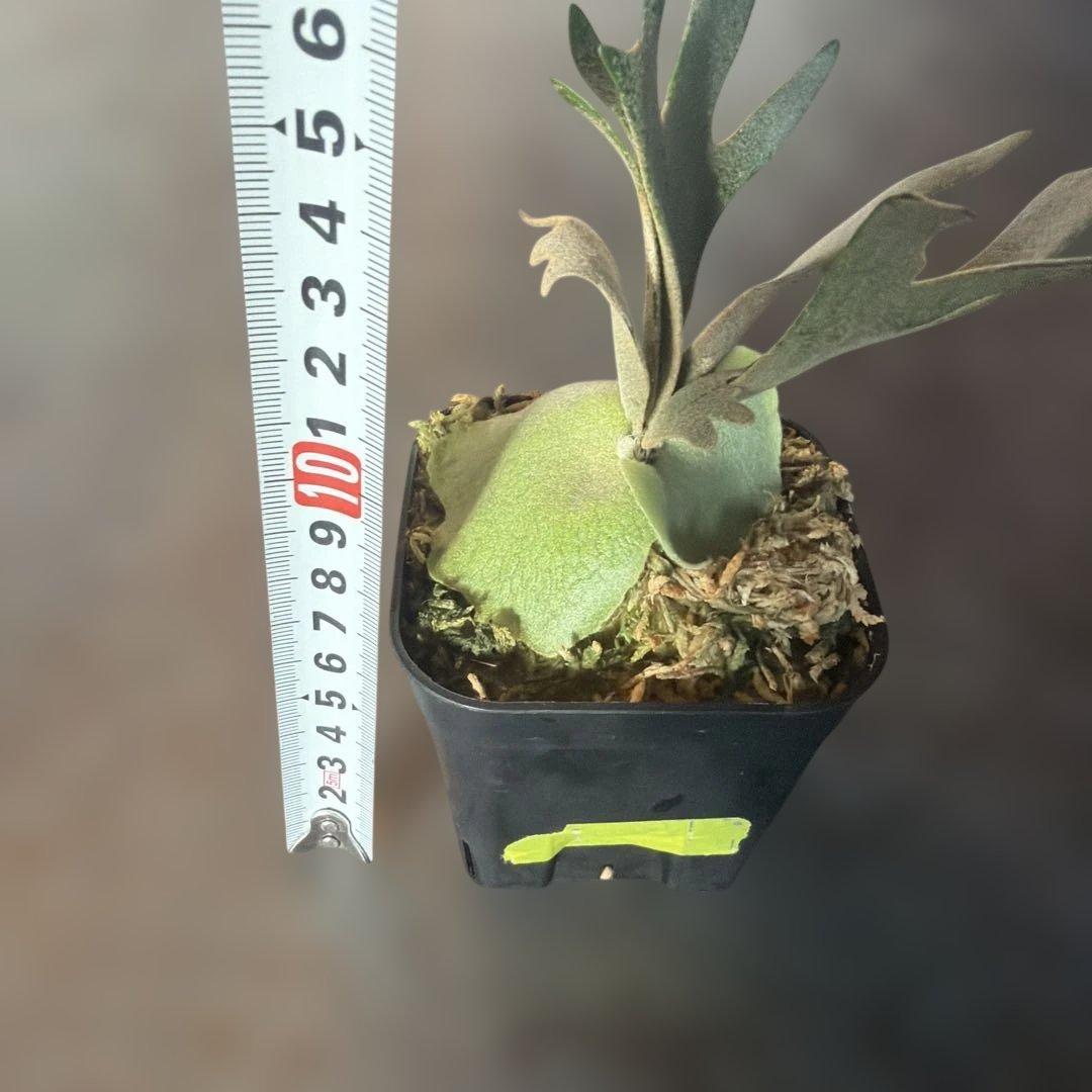 ビカクシダ ウィリンキー ジュエル P.Jewel Sporeling