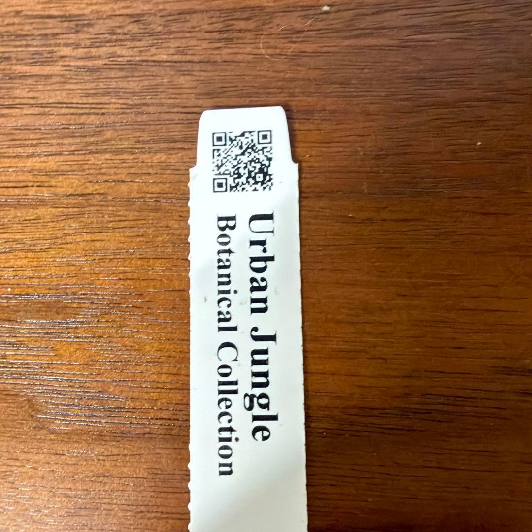 ビカクシダ ウィリンキー ジュエル P.Jewel Sporeling