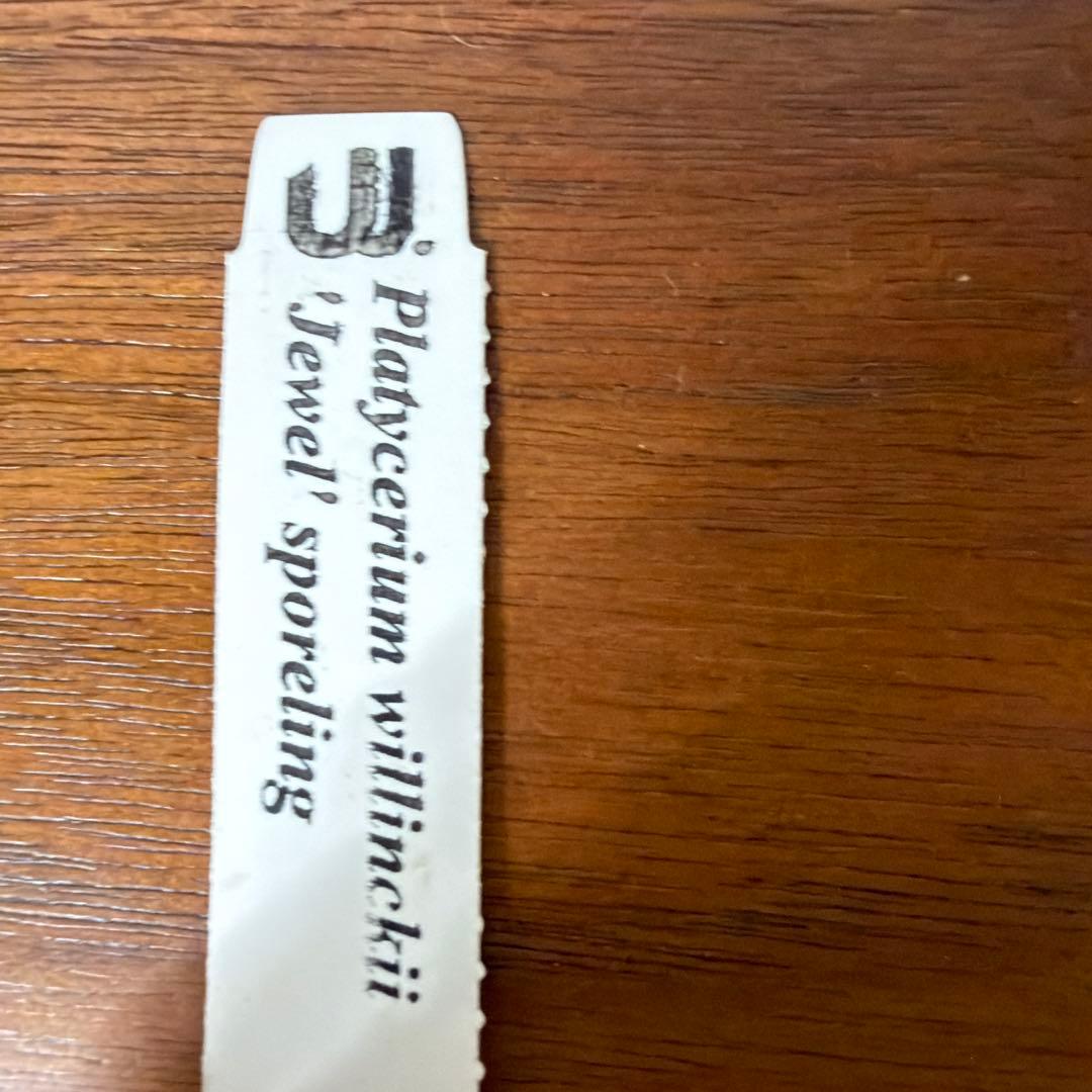 ビカクシダ ウィリンキー ジュエル P.Jewel Sporeling