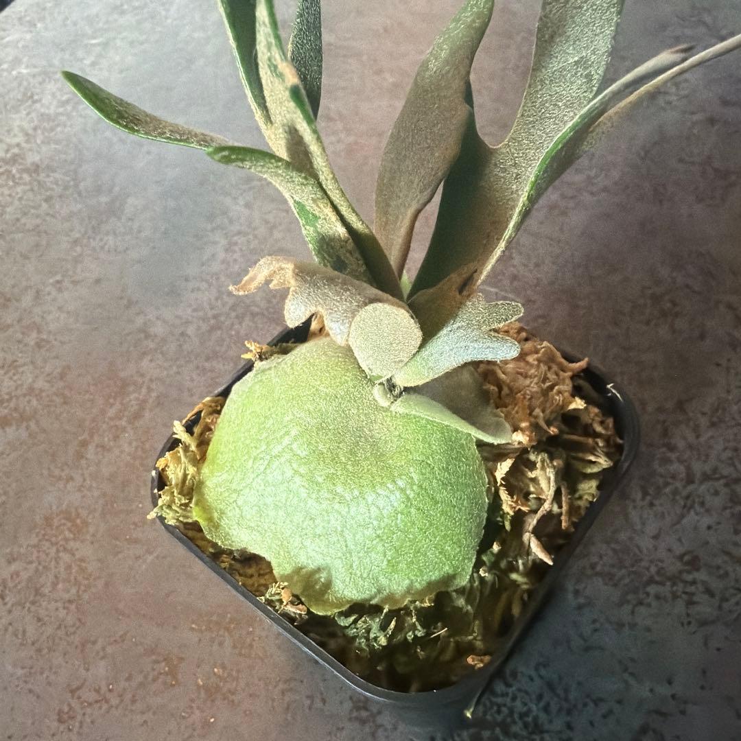 ビカクシダ ウィリンキー ジュエル P.Jewel Sporeling