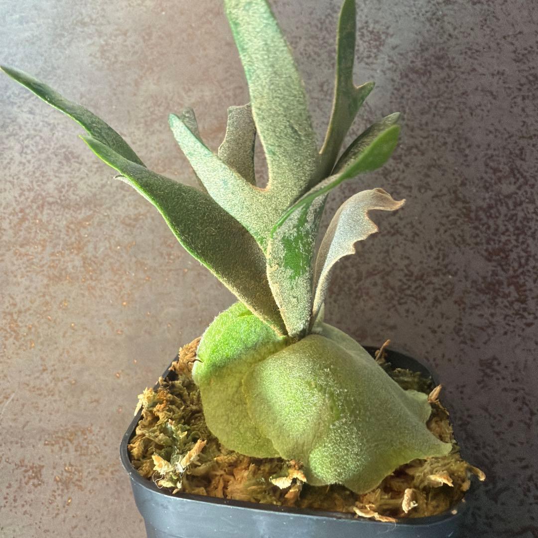 ビカクシダ ウィリンキー ジュエル P.Jewel Sporeling