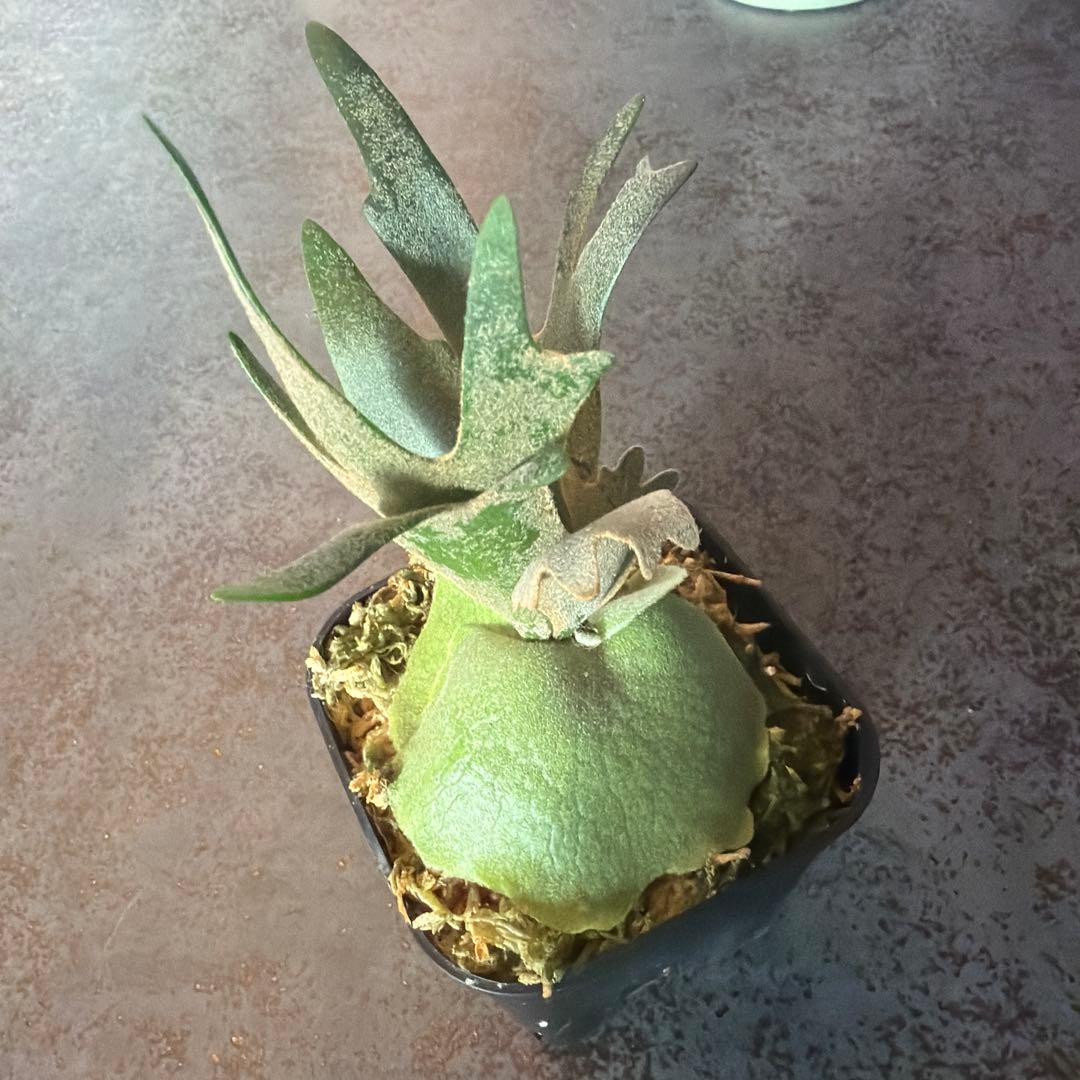 ビカクシダ ウィリンキー ジュエル P.Jewel Sporeling