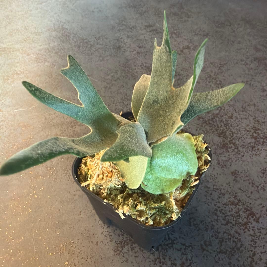 ビカクシダ ウィリンキー ジュエル P.Jewel Sporeling