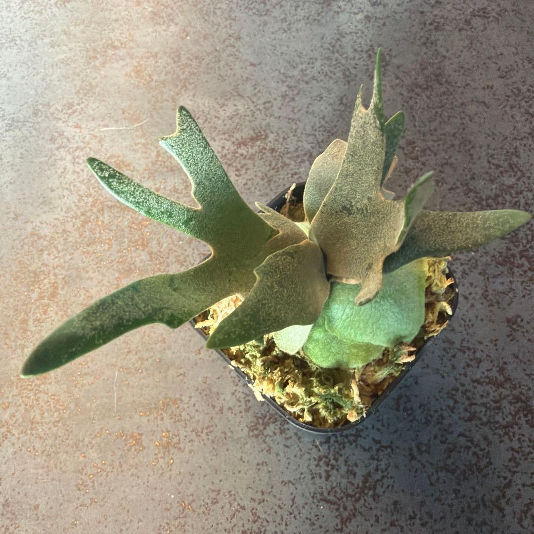 ビカクシダ ウィリンキー ジュエル P.Jewel Sporeling