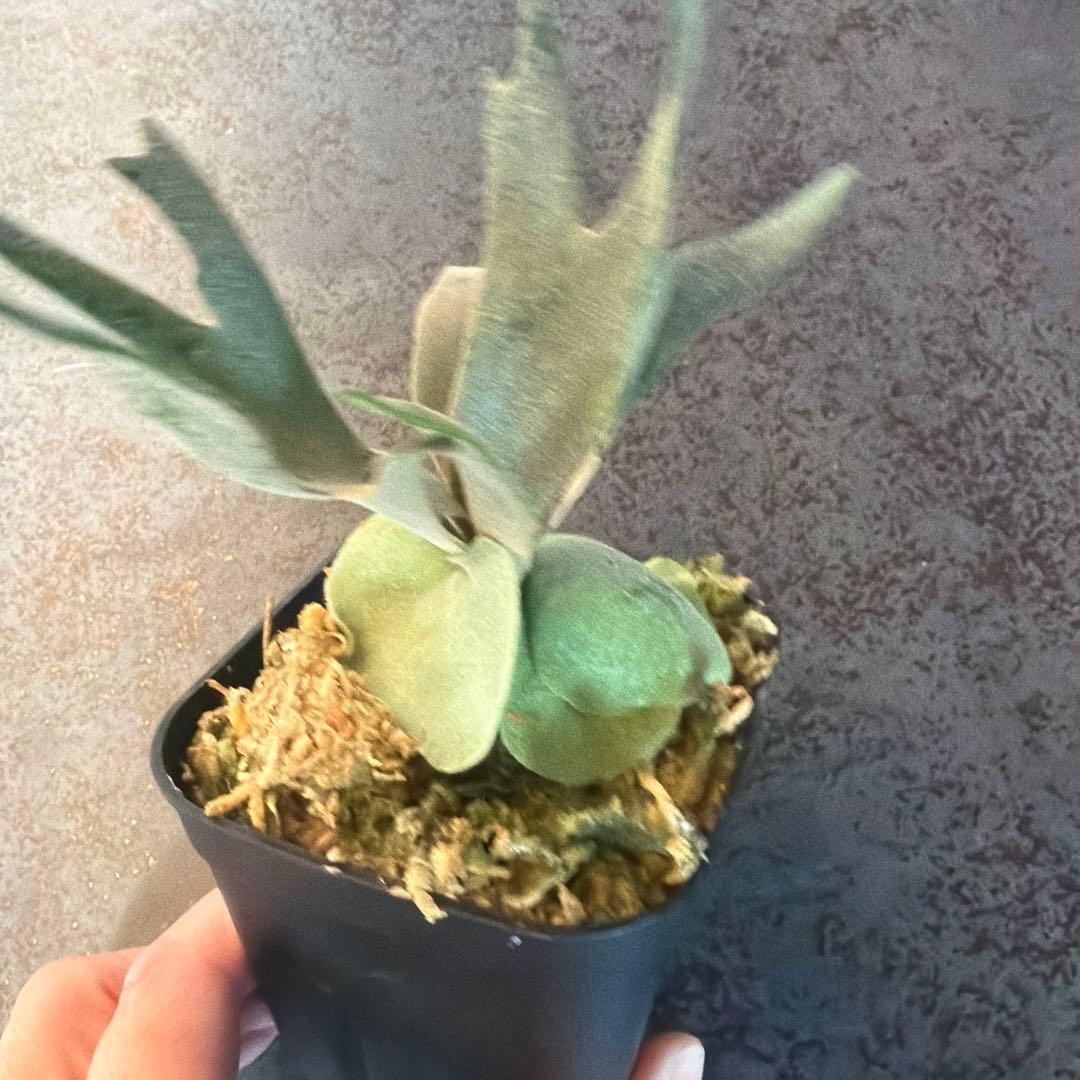 ビカクシダ ウィリンキー ジュエル P.Jewel Sporeling