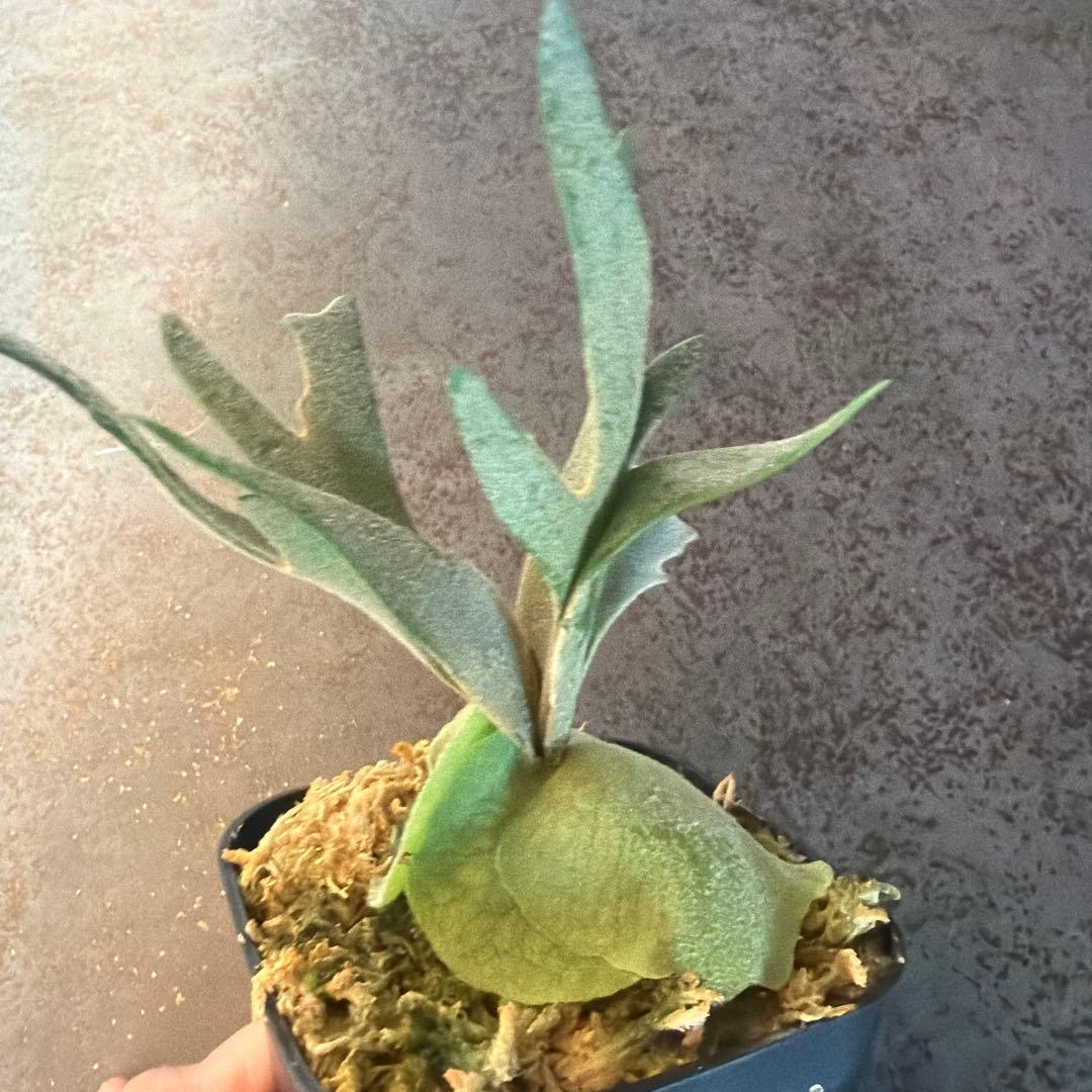 ビカクシダ ウィリンキー ジュエル P.Jewel Sporeling