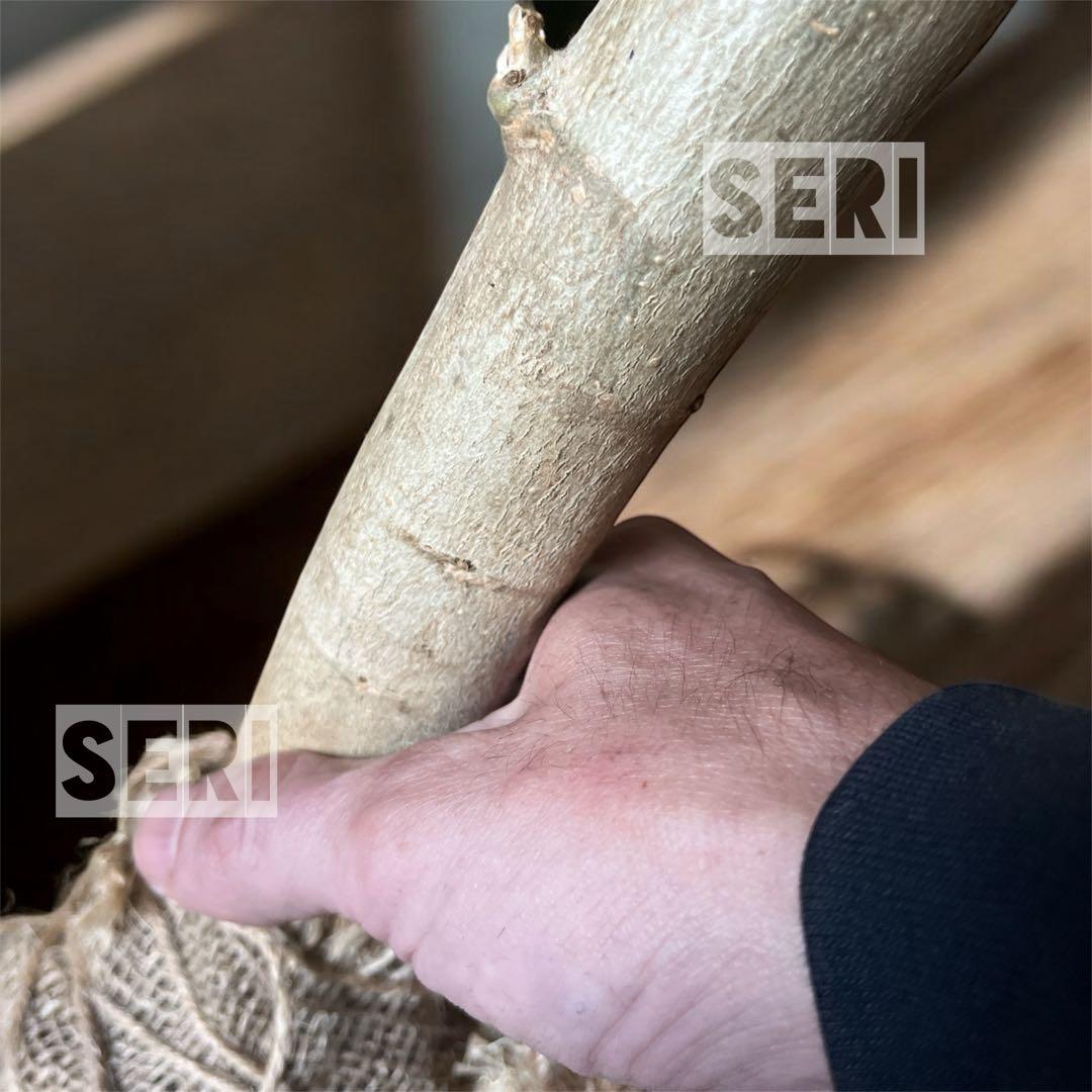 モリンガ　苗　特大苗ロング　春はすぐそこまで‼️ 春の準備