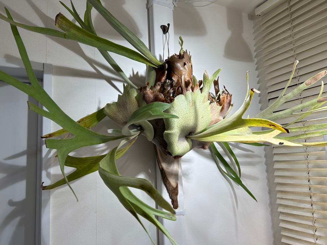 【巨大】ビカクシダ 壁掛け観葉植物