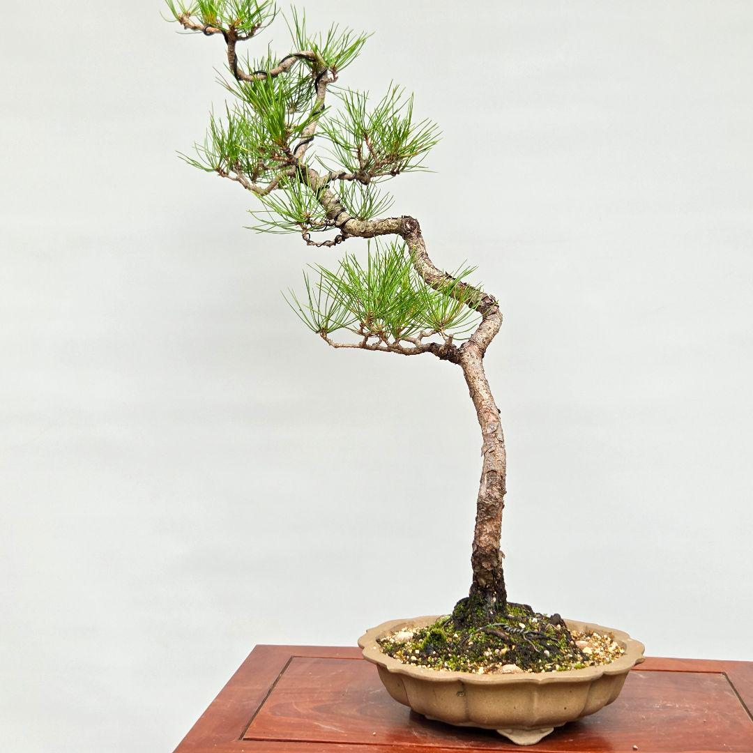 赤松 [文人木] 中品盆栽 - メルカリ