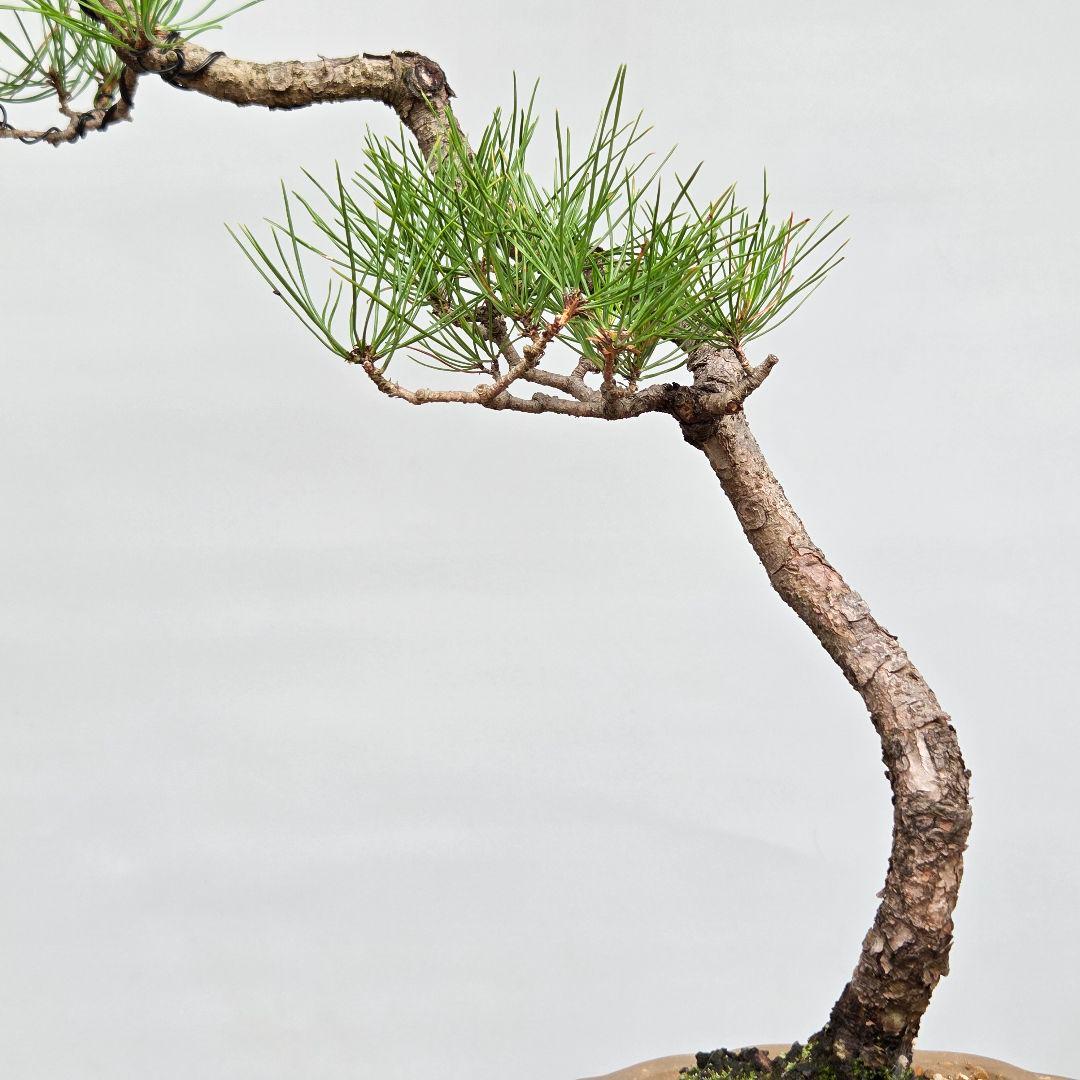 赤松 [文人木] 中品盆栽 - メルカリ