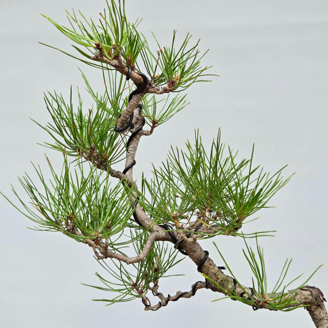 赤松 [文人木] 中品盆栽 - メルカリ