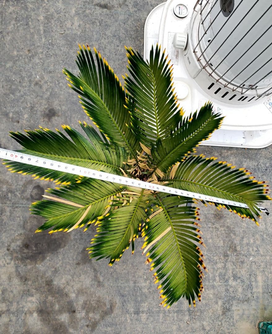 金環蘇鉄 サイカス レボルタ - メルカリ