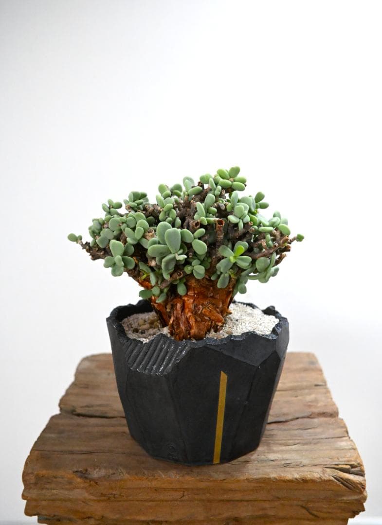 Ceraria pygmaea×N/OH　ケラリア ピグマエア　コレクション株