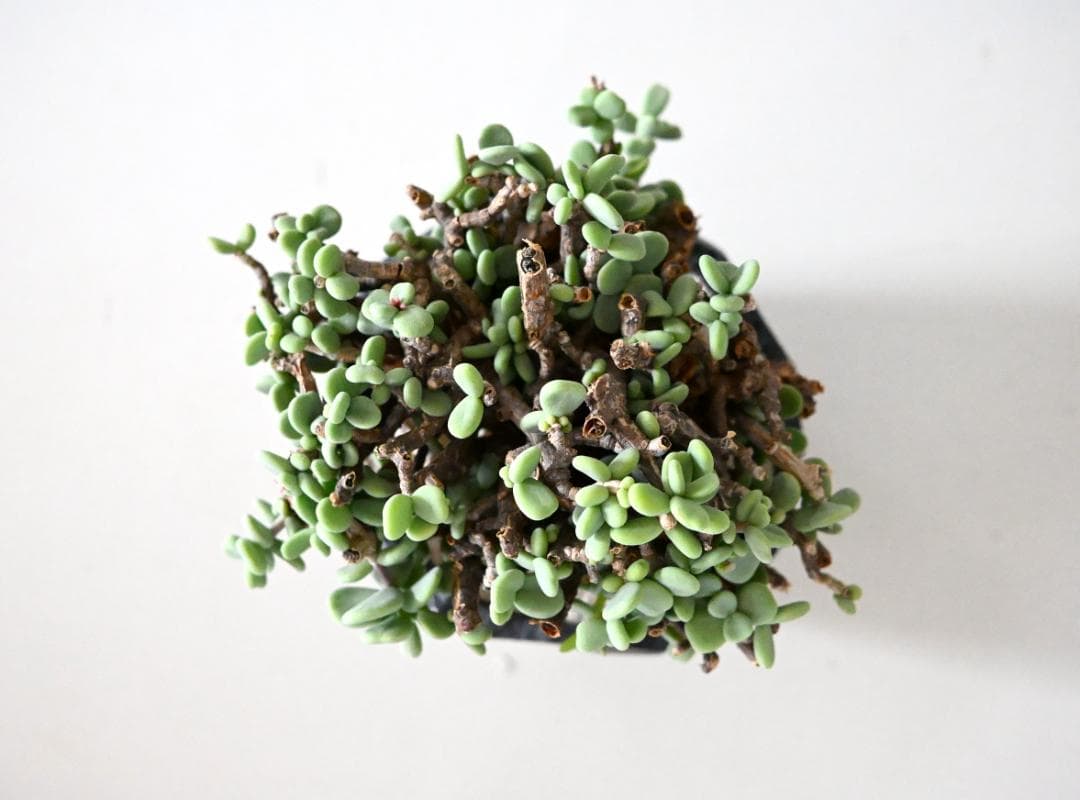 Ceraria pygmaea×N/OH　ケラリア ピグマエア　コレクション株