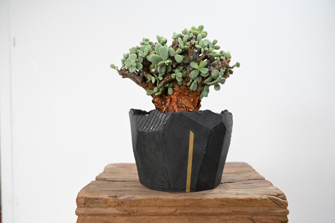 Ceraria pygmaea×N/OH　ケラリア ピグマエア　コレクション株