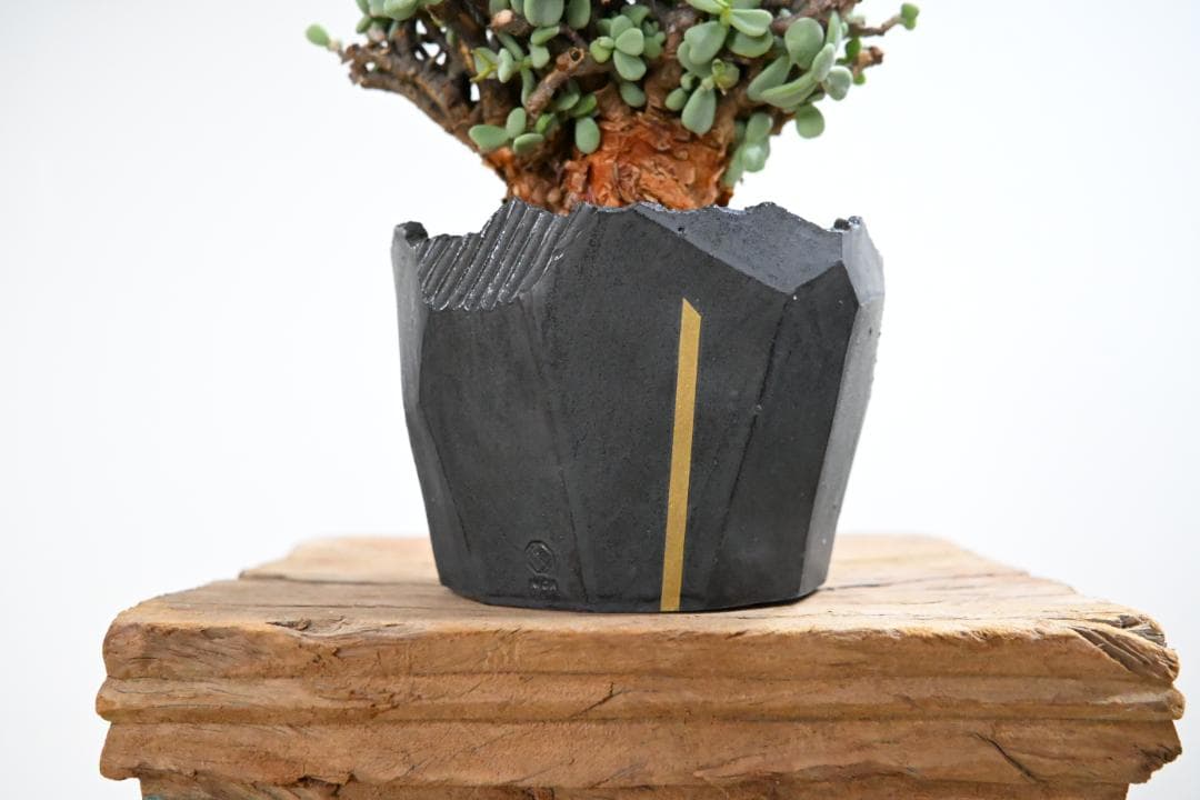 Ceraria pygmaea×N/OH　ケラリア ピグマエア　コレクション株