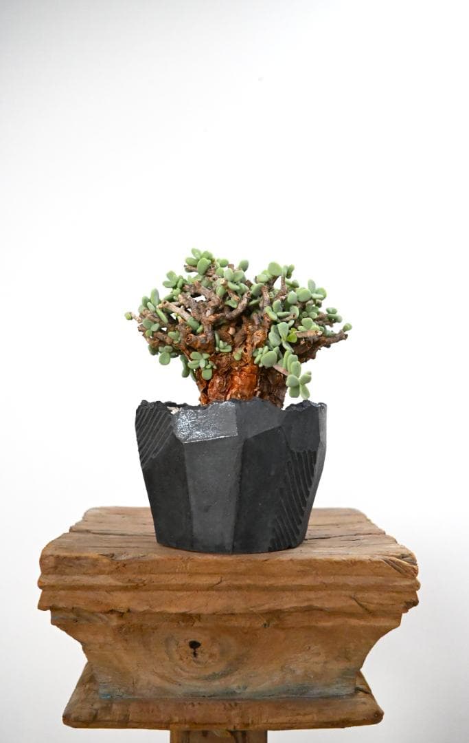 Ceraria pygmaea×N/OH　ケラリア ピグマエア　コレクション株