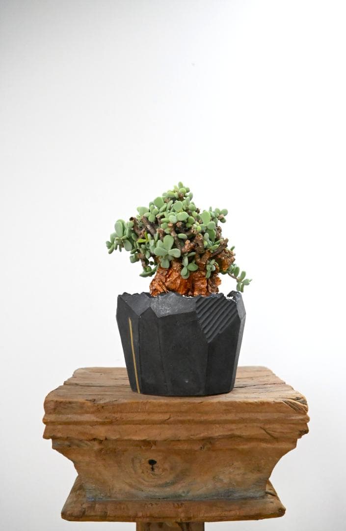 Ceraria pygmaea×N/OH　ケラリア ピグマエア　コレクション株