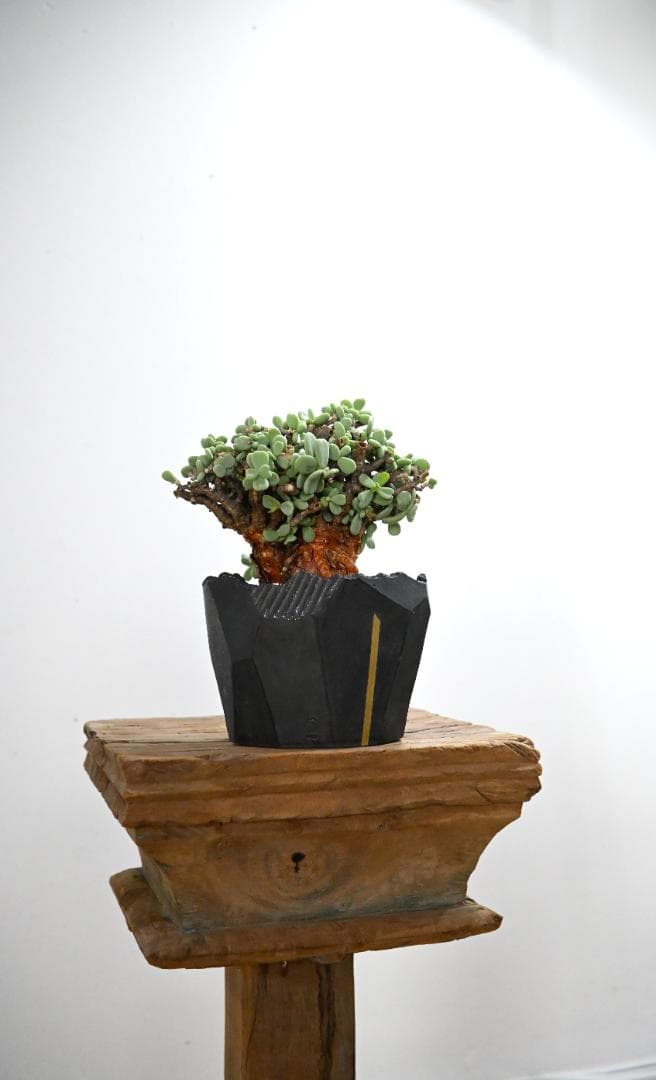 Ceraria pygmaea×N/OH　ケラリア ピグマエア　コレクション株