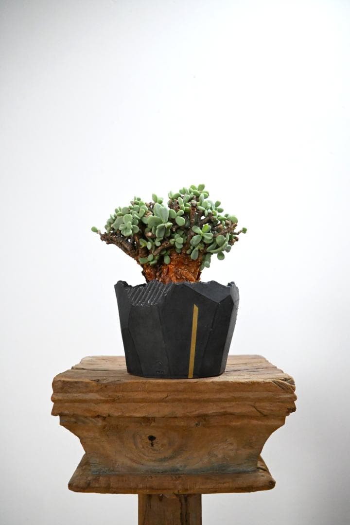 Ceraria pygmaea×N/OH　ケラリア ピグマエア　コレクション株