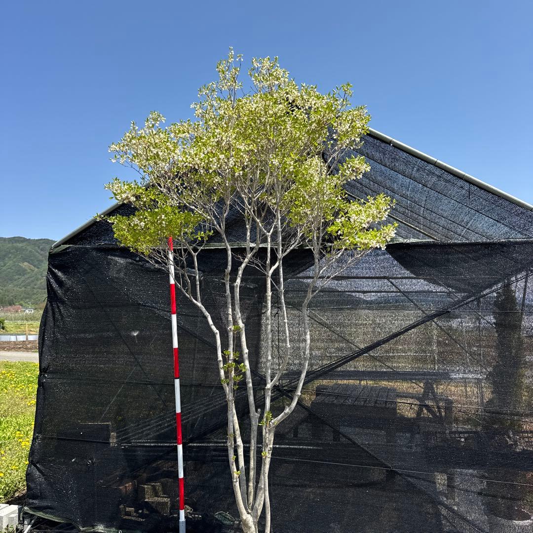 《お引き取り/本州配送可》特大極上株/ドウダンツツジ【現品限り】3