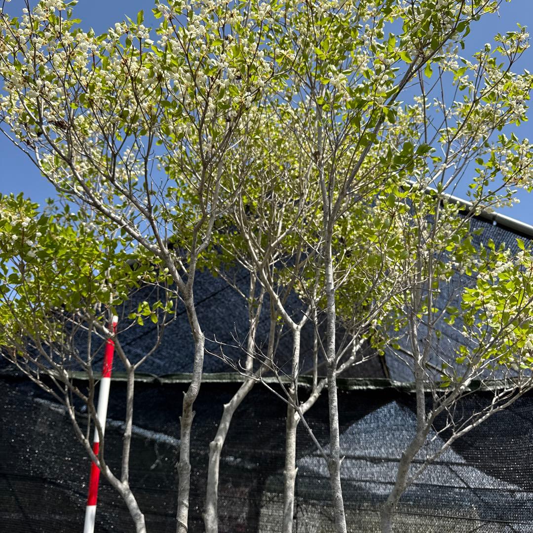 《お引き取り/本州配送可》特大極上株/ドウダンツツジ【現品限り】3