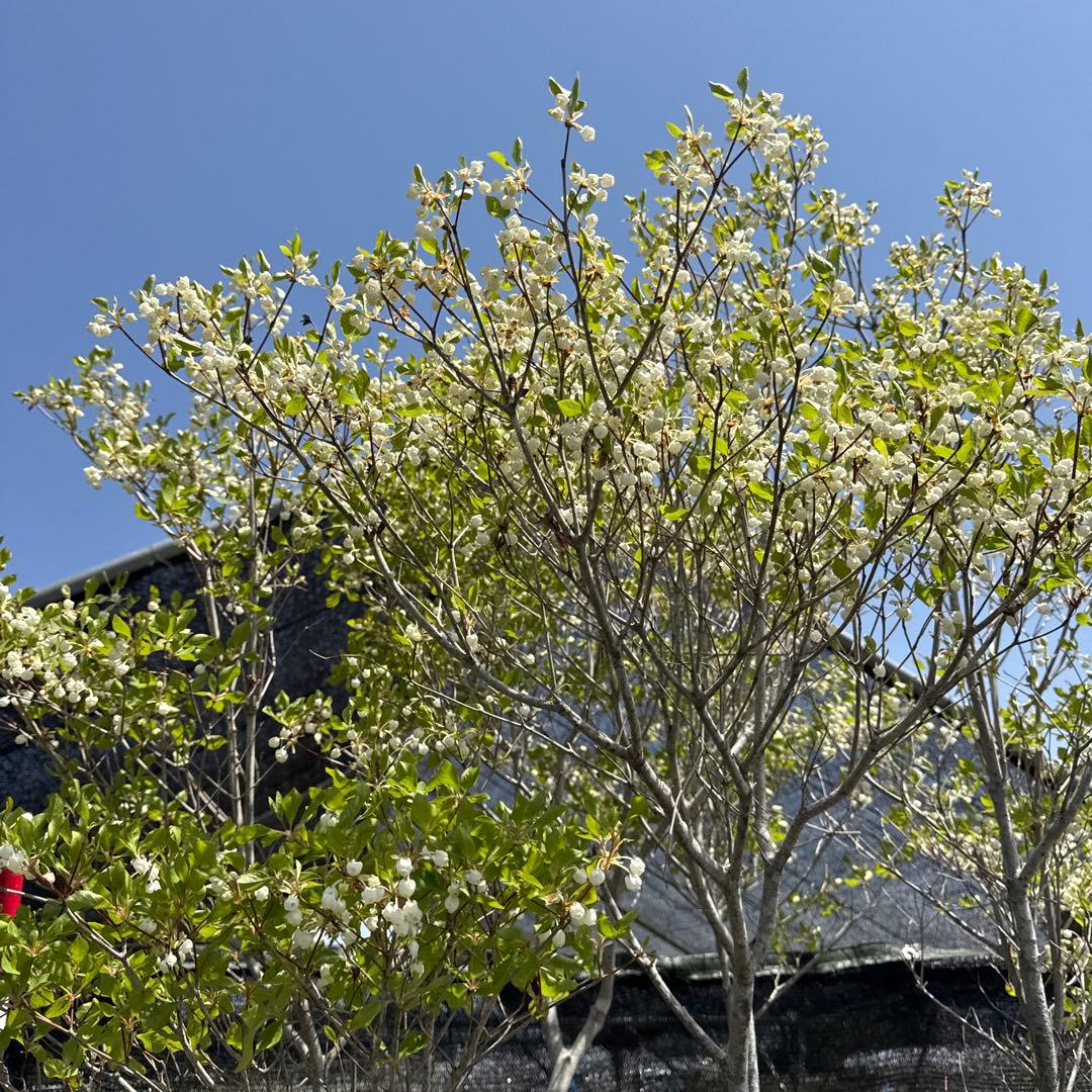 《お引き取り/本州配送可》特大極上株/ドウダンツツジ【現品限り】3