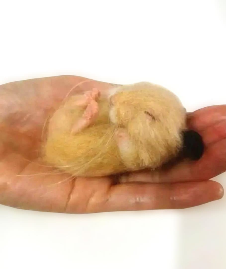 羊毛　手のひらサイズ　ねむハムちゃん　orderページ