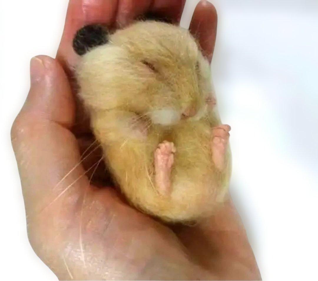 羊毛　手のひらサイズ　ねむハムちゃん　orderページ