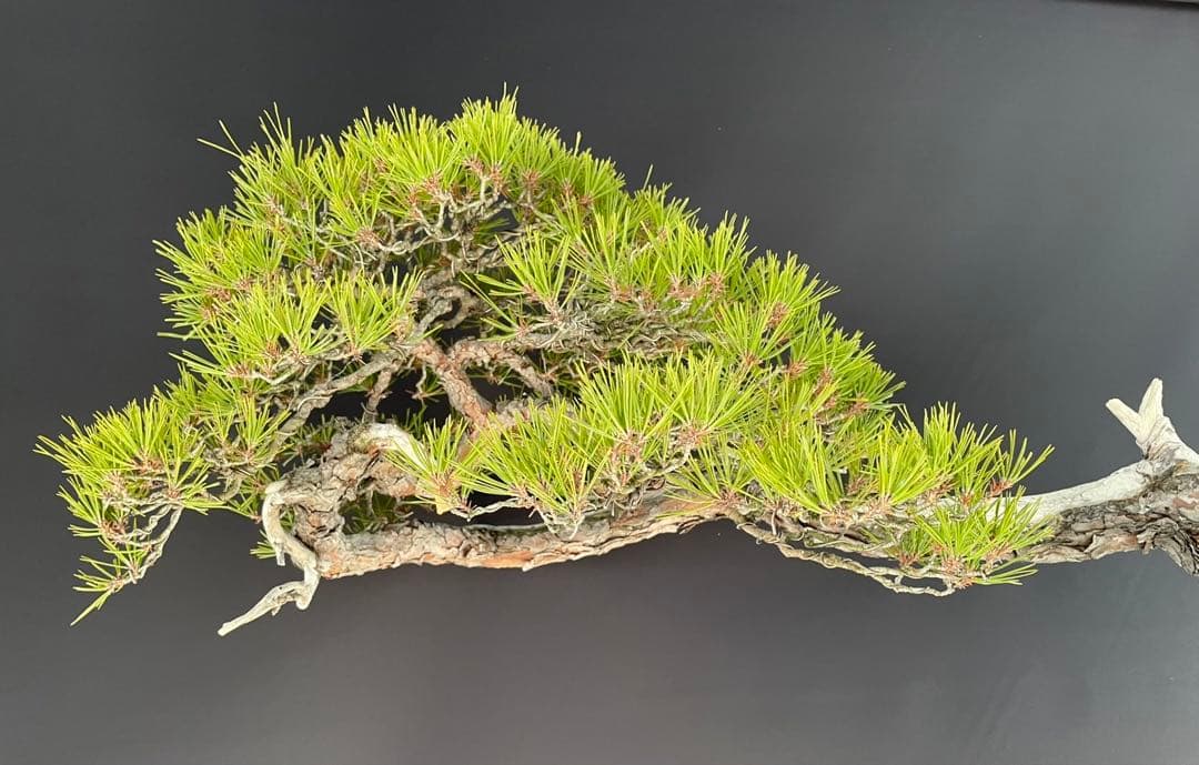 白木盆栽園　山採り　大品赤松　横幅95センチ　盆栽黒松赤松五葉松真柏観葉植物