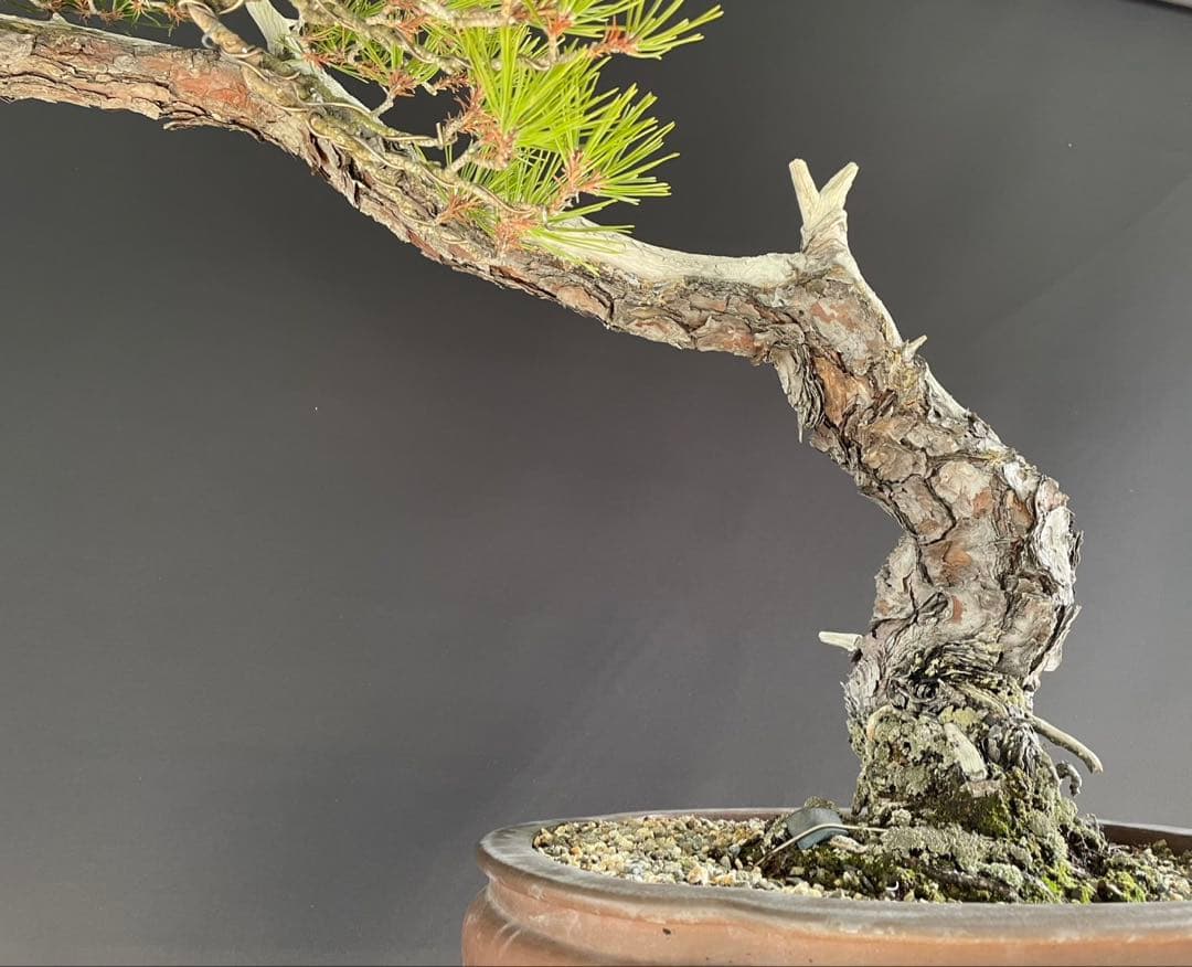 白木盆栽園　山採り　大品赤松　横幅95センチ　盆栽黒松赤松五葉松真柏観葉植物