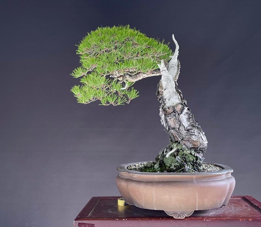 白木盆栽園　山採り　大品赤松　横幅95センチ　盆栽黒松赤松五葉松真柏観葉植物