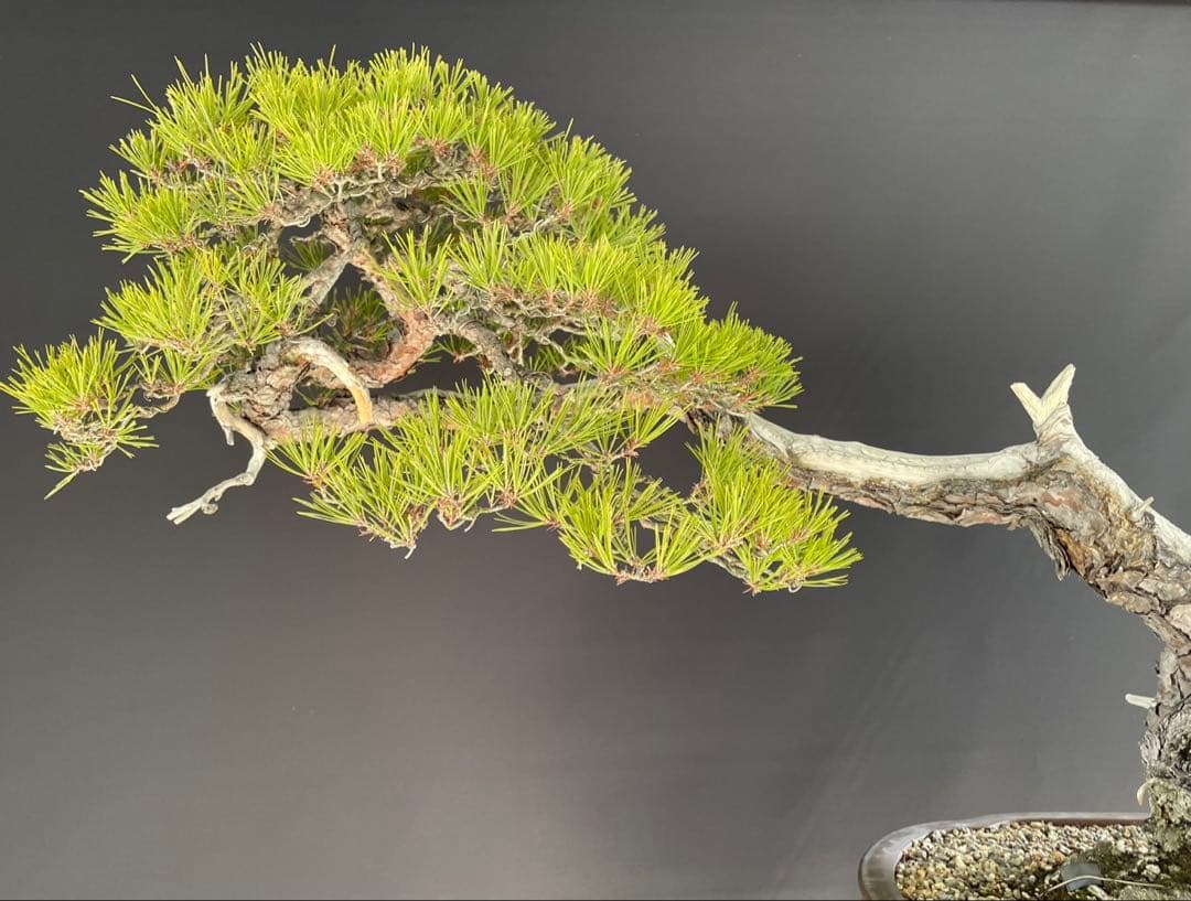 白木盆栽園　山採り　大品赤松　横幅95センチ　盆栽黒松赤松五葉松真柏観葉植物