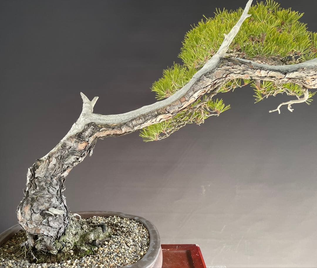 白木盆栽園　山採り　大品赤松　横幅95センチ　盆栽黒松赤松五葉松真柏観葉植物