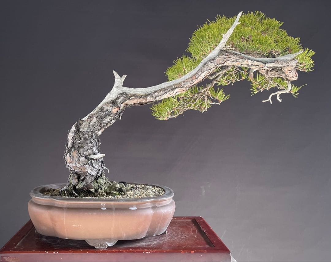 白木盆栽園　山採り　大品赤松　横幅95センチ　盆栽黒松赤松五葉松真柏観葉植物