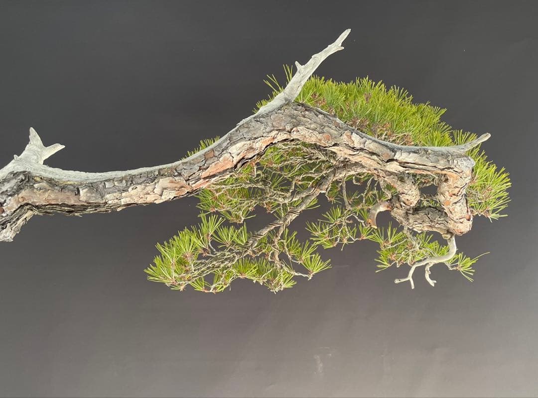 白木盆栽園　山採り　大品赤松　横幅95センチ　盆栽黒松赤松五葉松真柏観葉植物