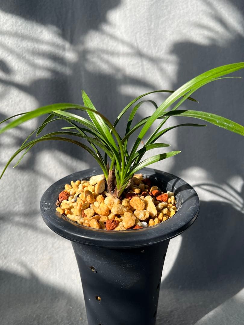 日本春蘭 赤花『小春』5本立 韓国春蘭 中国蘭 山野草 多肉植物 盆栽