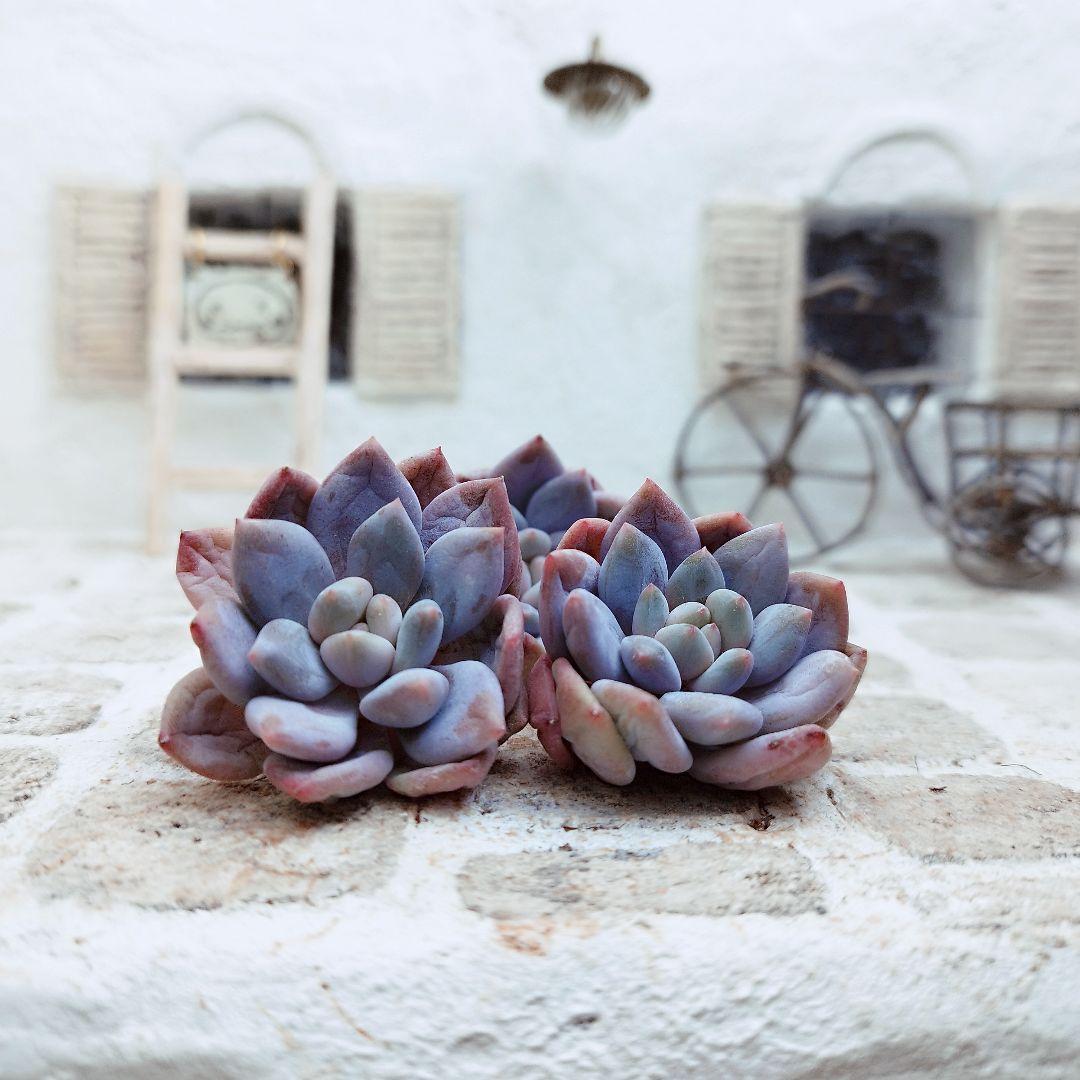 ハーフサマー◎多肉植物 カット苗 韓国苗 エケベリア等 - メルカリ