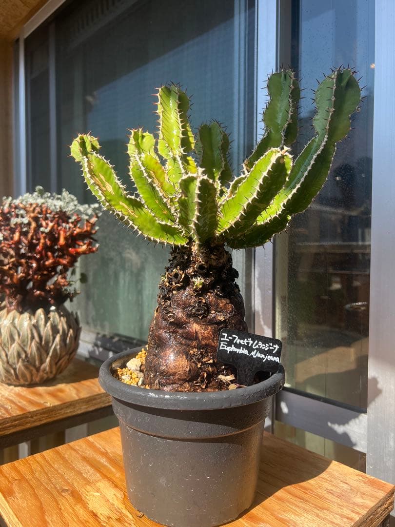 ユーフォルビア ムランジーナ（Euphorbia mlanjeana） - メルカリ