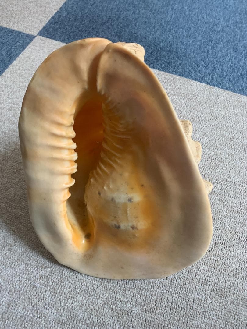 珍品　唐冠貝（トウカムリガイ）H23cmxW20cmxD23cm 美品