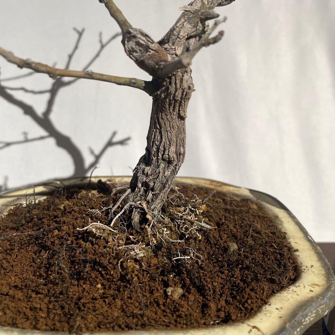 盆栽 匿名配送 送料込み】 クマヤナギ(熊柳)B - メルカリ