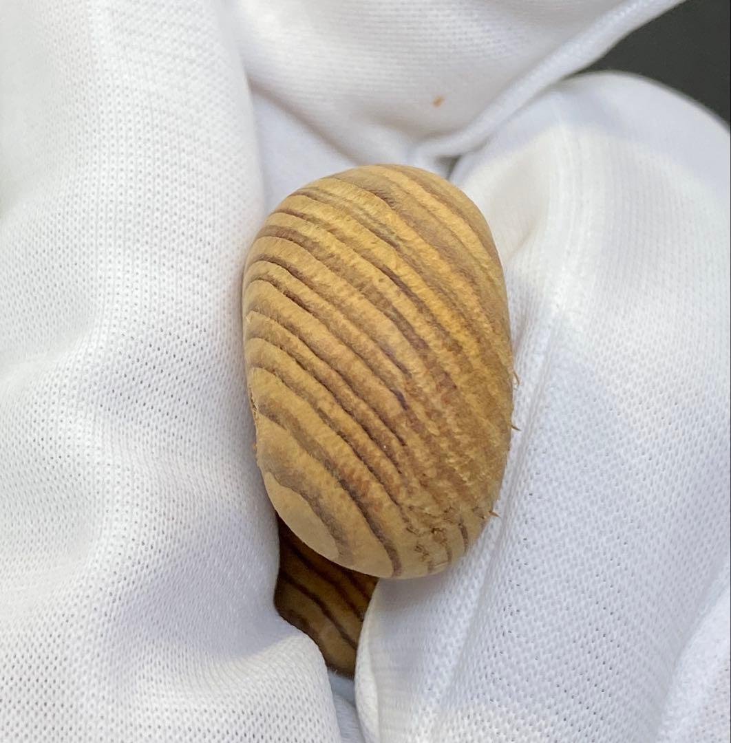 【日本銘石】神宮御山杉　太珠　極 勾玉 PT 大