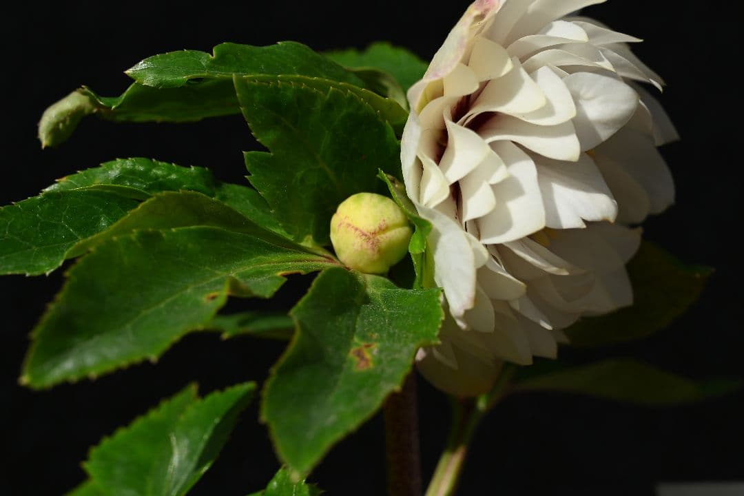 クリスマスローズ 認定ディオーネホワイトフラッシュ 加藤農園 - メルカリ