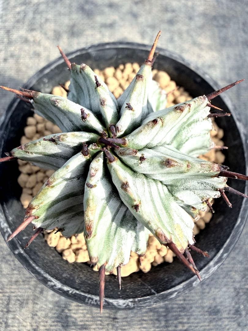 宇田ゼブラホリダ　ユーフォルビア　バリダ　オベサ