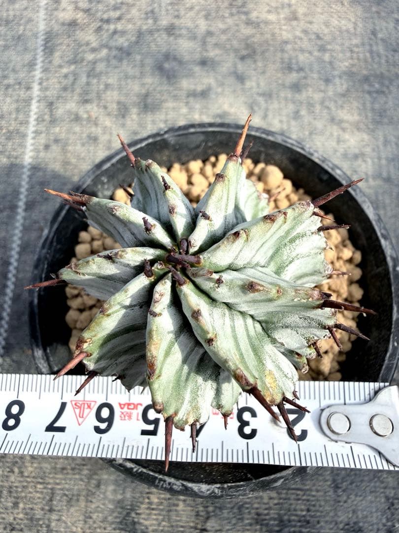 宇田ゼブラホリダ　ユーフォルビア　バリダ　オベサ