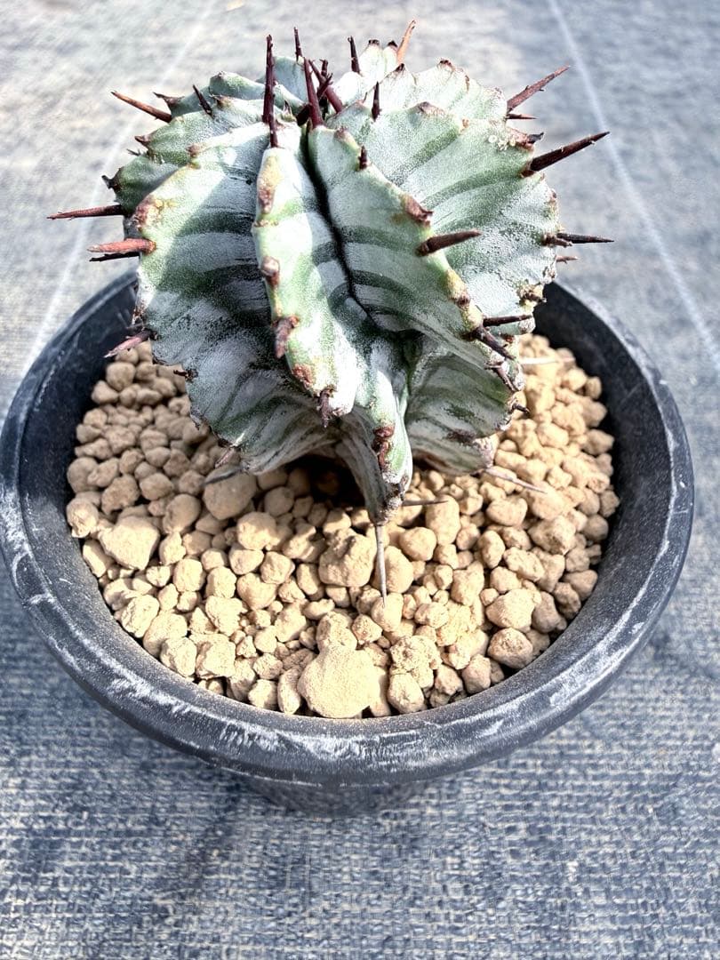 宇田ゼブラホリダ　ユーフォルビア　バリダ　オベサ