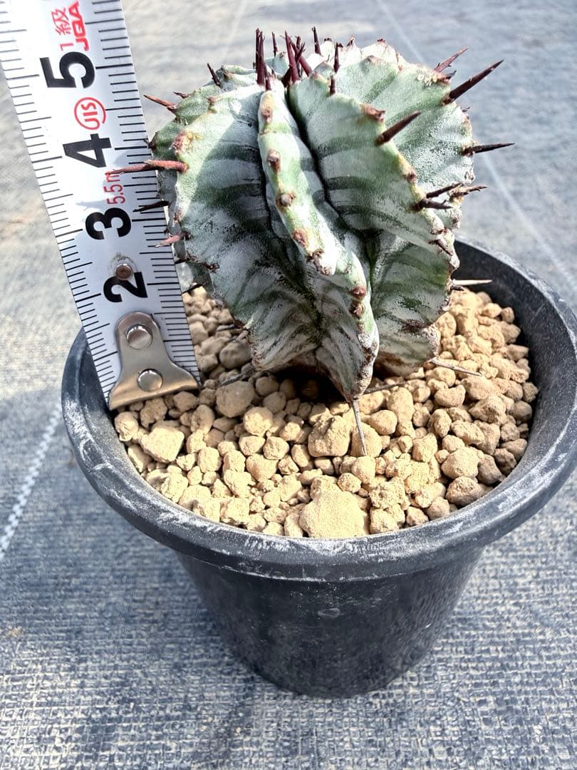 宇田ゼブラホリダ　ユーフォルビア　バリダ　オベサ