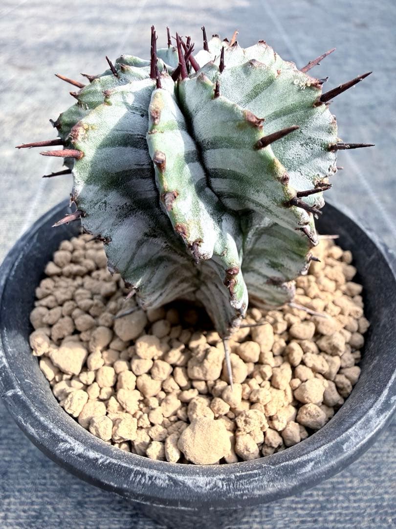 宇田ゼブラホリダ　ユーフォルビア　バリダ　オベサ