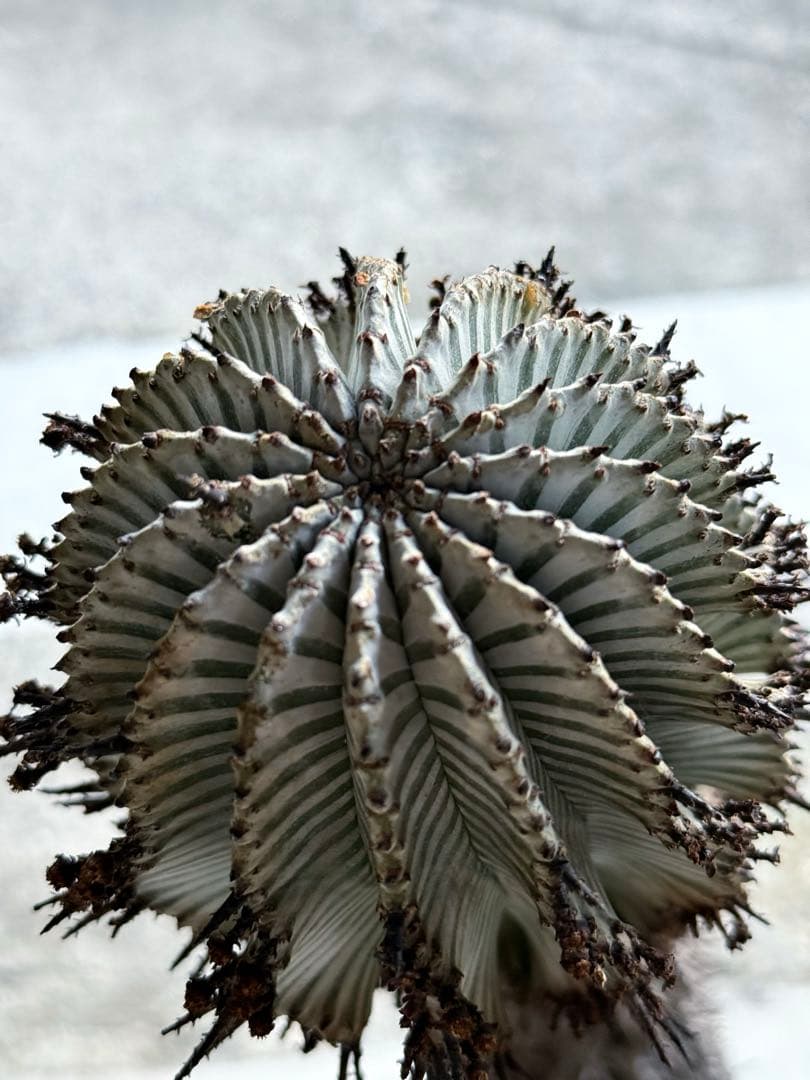 宇田ゼブラホリダ　ユーフォルビア　バリダ　オベサ